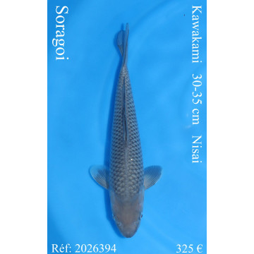 Koi Japon Nisai Soragoi eleveur Kawakami 30-35 cm