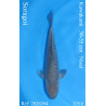 Koi Japan Nisai Soragoi kweker Kawakami 30-35 cm