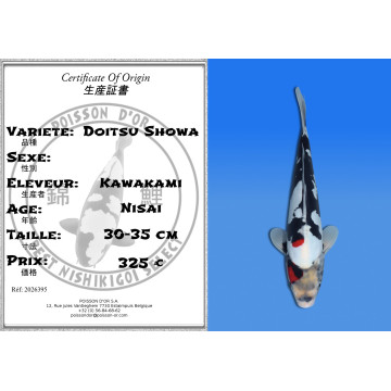 Koi Japon Nisai Doitsu Showa eleveur Kawakami 30-35 cm