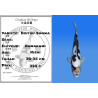 Koi Japan Nisai Doitsu Showa kweker Kawakami 30-35 cm