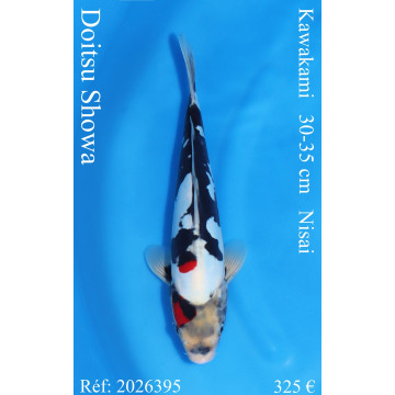 Koi Japan Nisai Doitsu Showa kweker Kawakami 30-35 cm