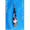 Koi Japon Nisai Doitsu Showa eleveur Kawakami 30-35 cm