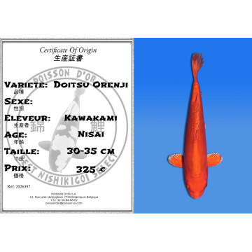Koi Japon Nisai Doitsu Orenji eleveur Kawakami 30-35 cm