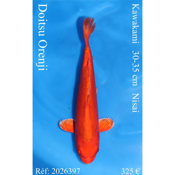 Koi Japon Nisai Doitsu Orenji eleveur Kawakami 30-35 cm