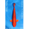Koi Japan Nisai Doitsu Orenji kweker Kawakami 30-35 cm