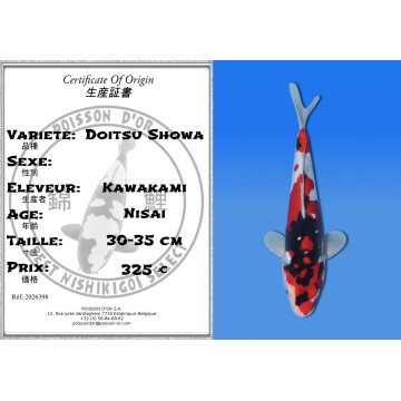 Koi Japan Nisai Doitsu Showa kweker Kawakami 30-35 cm