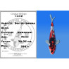 Koi Japon Nisai Doitsu Showa eleveur Kawakami 30-35 cm