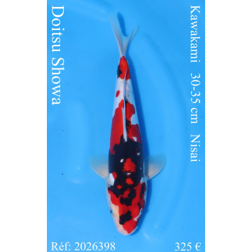Koi Japan Nisai Doitsu Showa kweker Kawakami 30-35 cm