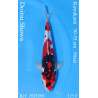 Koi Japan Nisai Doitsu Showa kweker Kawakami 30-35 cm