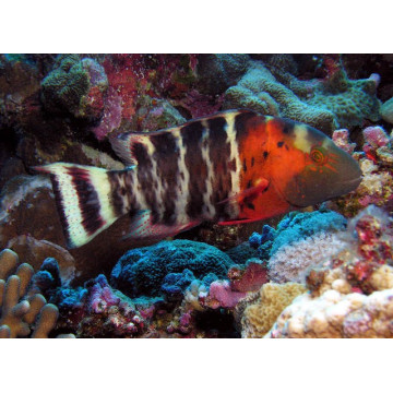 Cheilinus Abudjube : 10 cm