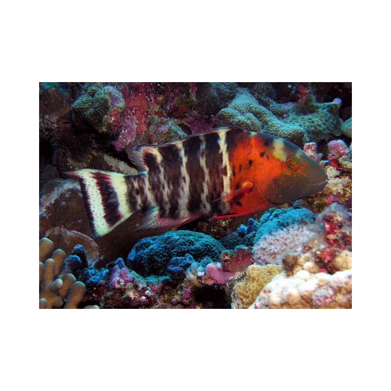Cheilinus Abudjube : 10 cm