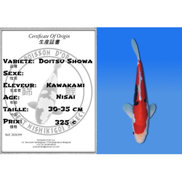 Koi Japon Nisai Doitsu Showa eleveur Kawakami 30-35 cm