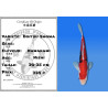 Koi Japon Nisai Doitsu Showa eleveur Kawakami 30-35 cm