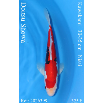 Koi Japon Nisai Doitsu Showa eleveur Kawakami 30-35 cm
