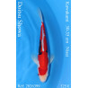 Koi Japan Nisai Doitsu Showa kweker Kawakami 30-35 cm
