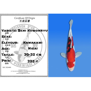 Koi Japon Nisai Beni Kumonryu eleveur Kawakami 30-35 cm