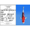 Koi Japan Nisai Beni Kumonryu kweker Kawakami 30-35 cm