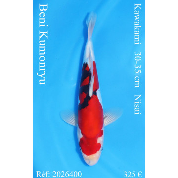 Koi Japan Nisai Beni Kumonryu kweker Kawakami 30-35 cm