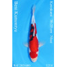 Koi Japan Nisai Beni Kumonryu kweker Kawakami 30-35 cm