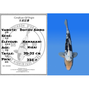 Koi Japon Nisai Doitsu Shiro eleveur Kawakami 30-35 cm
