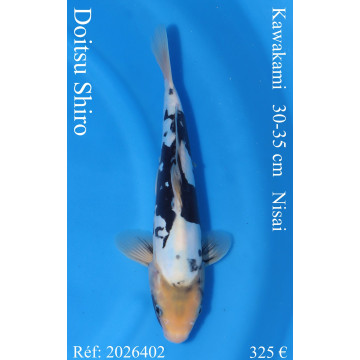 Koi Japon Nisai Doitsu Shiro eleveur Kawakami 30-35 cm