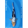 Koi Japan Nisai Doitsu Shiro kweker Kawakami 30-35 cm