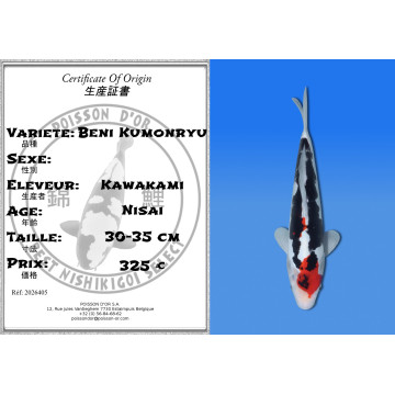 Koi Japan Nisai Beni Kumonryu kweker Kawakami 30-35 cm