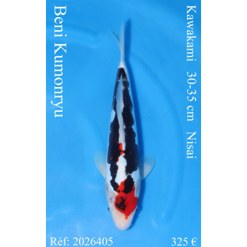 Koi Japan Nisai Beni Kumonryu kweker Kawakami 30-35 cm