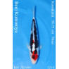 Koi Japan Nisai Beni Kumonryu kweker Kawakami 30-35 cm