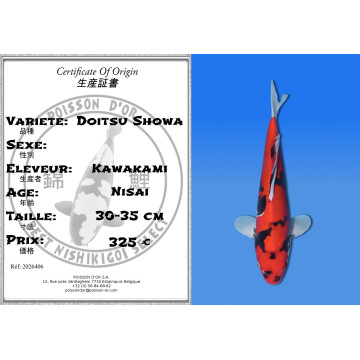 Koi Japan Nisai Doitsu Showa kweker Kawakami 30-35 cm