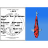 Koi Japan Nisai Doitsu Showa kweker Kawakami 30-35 cm
