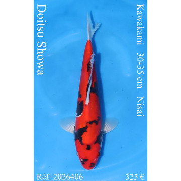 Koi Japan Nisai Doitsu Showa kweker Kawakami 30-35 cm