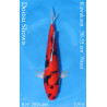 Koi Japan Nisai Doitsu Showa kweker Kawakami 30-35 cm