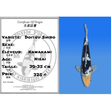 Koi Japan Nisai Doitsu Shiro kweker Kawakami 30-35 cm
