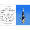 Koi Japan Nisai Doitsu Shiro kweker Kawakami 30-35 cm