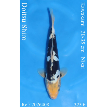 Koi Japan Nisai Doitsu Shiro kweker Kawakami 30-35 cm