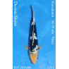 Koi Japon Nisai Doitsu Shiro eleveur Kawakami 30-35 cm