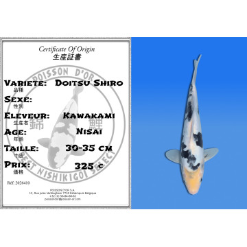 Koi Japan Nisai Doitsu Shiro kweker Kawakami 30-35 cm