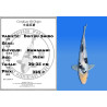 Koi Japon Nisai Doitsu Shiro eleveur Kawakami 30-35 cm