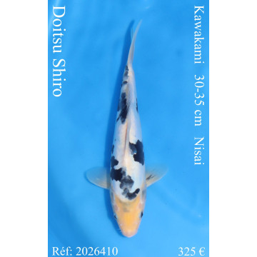 Koi Japan Nisai Doitsu Shiro kweker Kawakami 30-35 cm