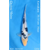 Koi Japan Nisai Doitsu Shiro kweker Kawakami 30-35 cm