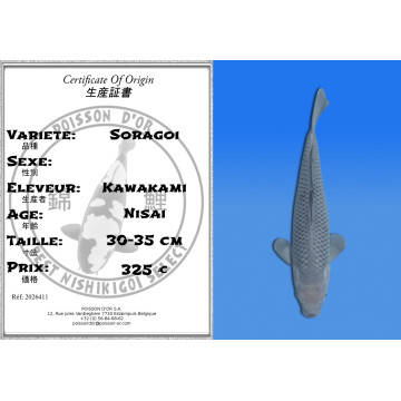 Koi Japan Nisai Soragoi kweker Kawakami 30-35 cm