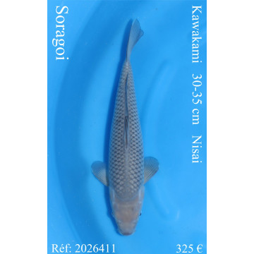 Koi Japan Nisai Soragoi kweker Kawakami 30-35 cm