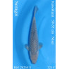 Koi Japon Nisai Soragoi eleveur Kawakami 30-35 cm