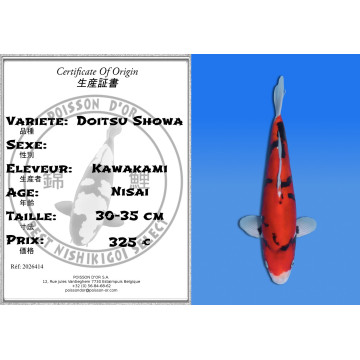 Koi Japan Nisai Doitsu Showa kweker Kawakami 30-35 cm