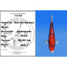 Koi Japon Nisai Doitsu Showa eleveur Kawakami 30-35 cm