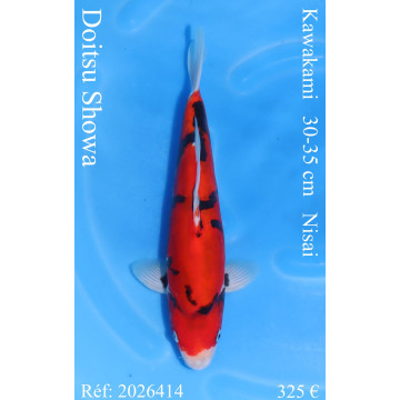 Koi Japan Nisai Doitsu Showa kweker Kawakami 30-35 cm