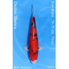 Koi Japan Nisai Doitsu Showa kweker Kawakami 30-35 cm