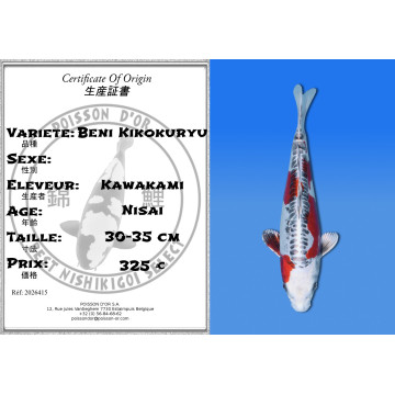 Koi Japan Nisai Beni Kikokuryu kweker Kawakami 30-35 cm