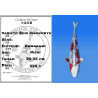 Koi Japan Nisai Beni Kikokuryu kweker Kawakami 30-35 cm